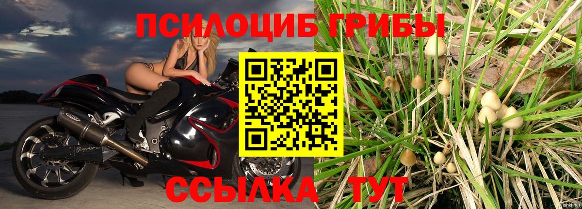 Псилоцибиновые грибы прущие грибы Москва